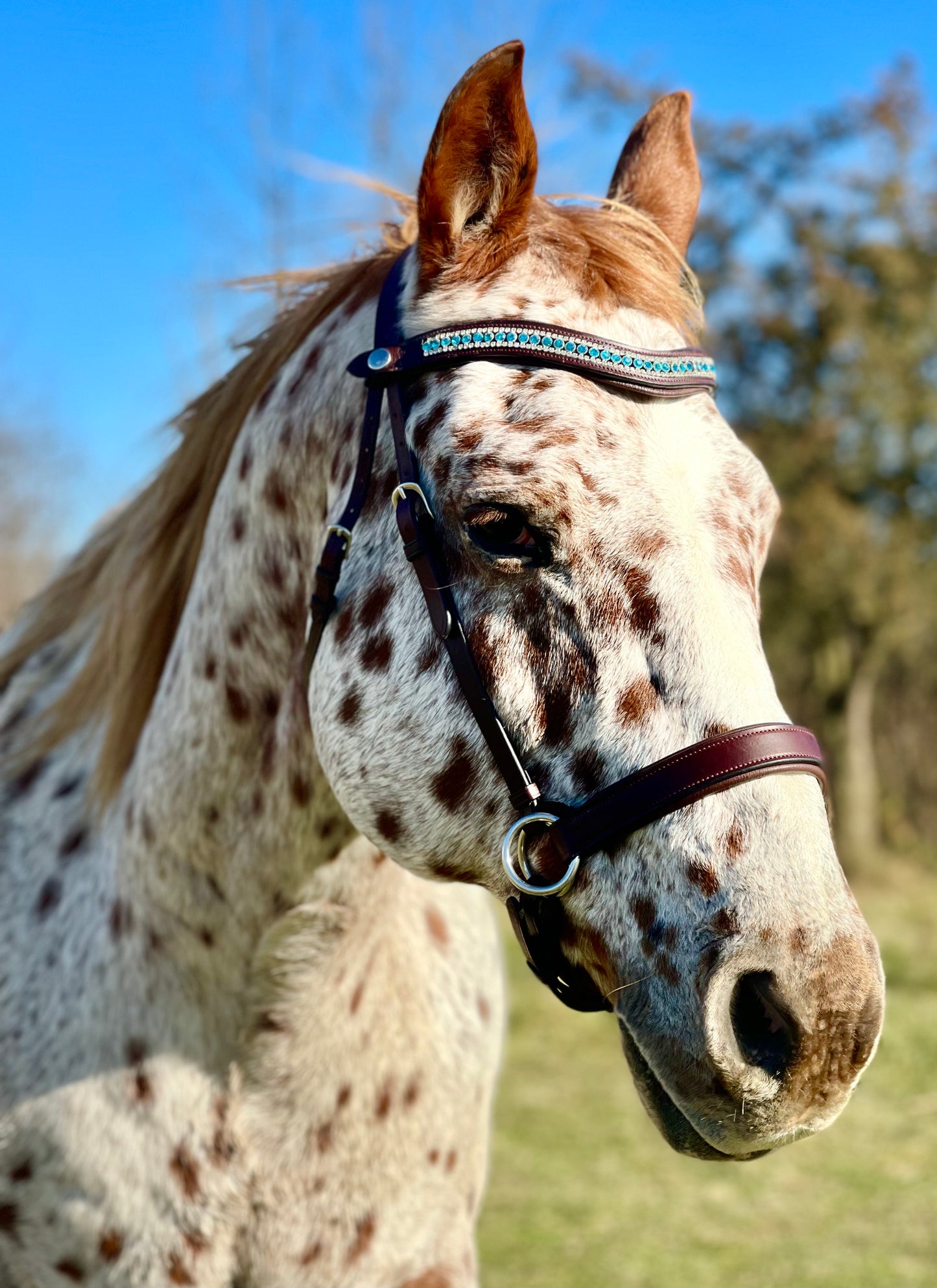 Auburn Classic Bitless Bridle
