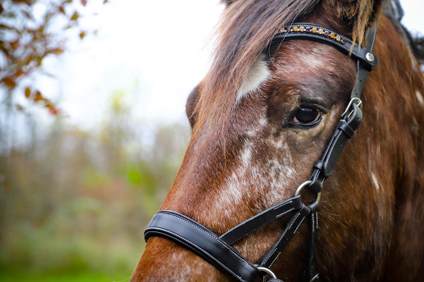 Silver Deluxe Bitless Bridle
