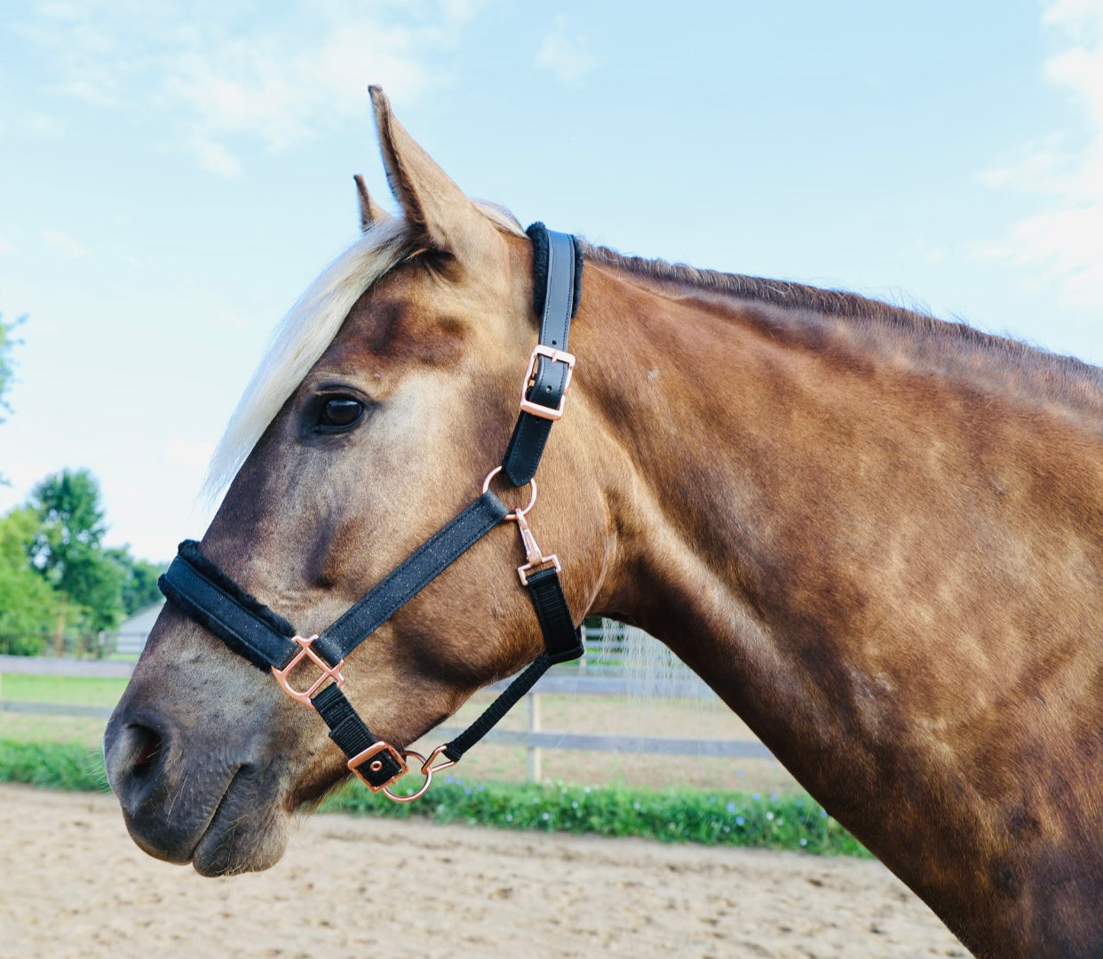 Fantasia's Sparkle-Hybrid Halter