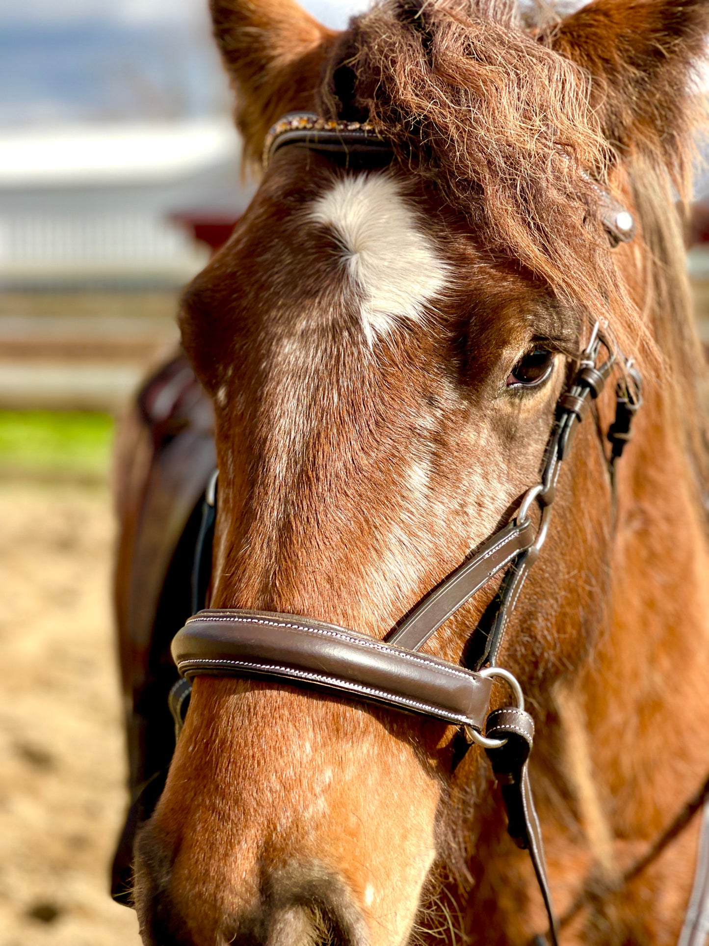 Silver Traditional Bitless Bridle