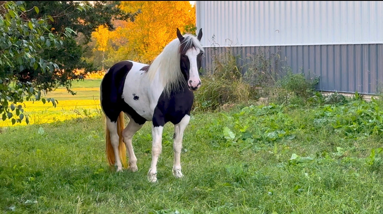 Majestic Mare-Body Butter