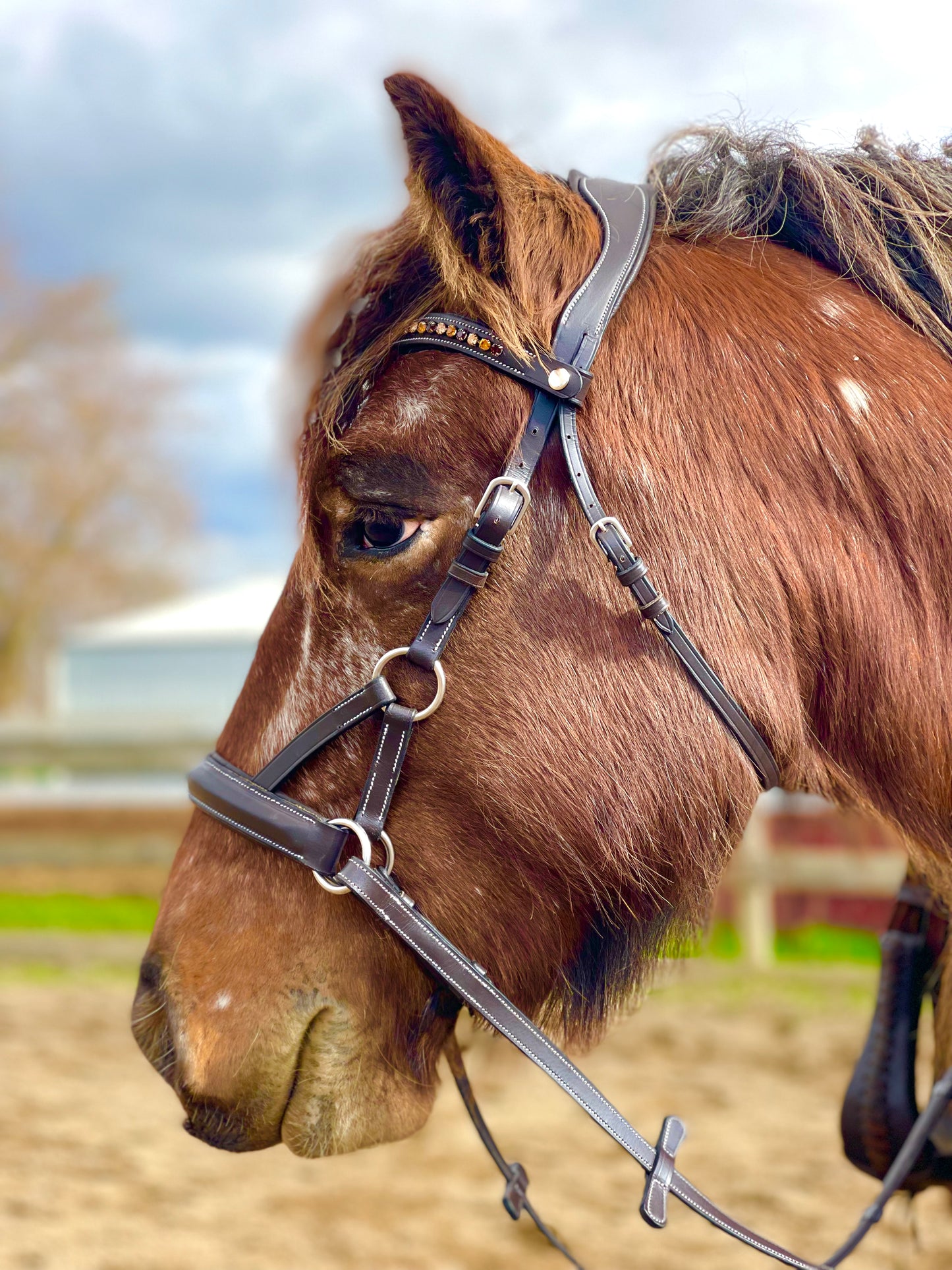 Silver Traditional Bitless Bridle