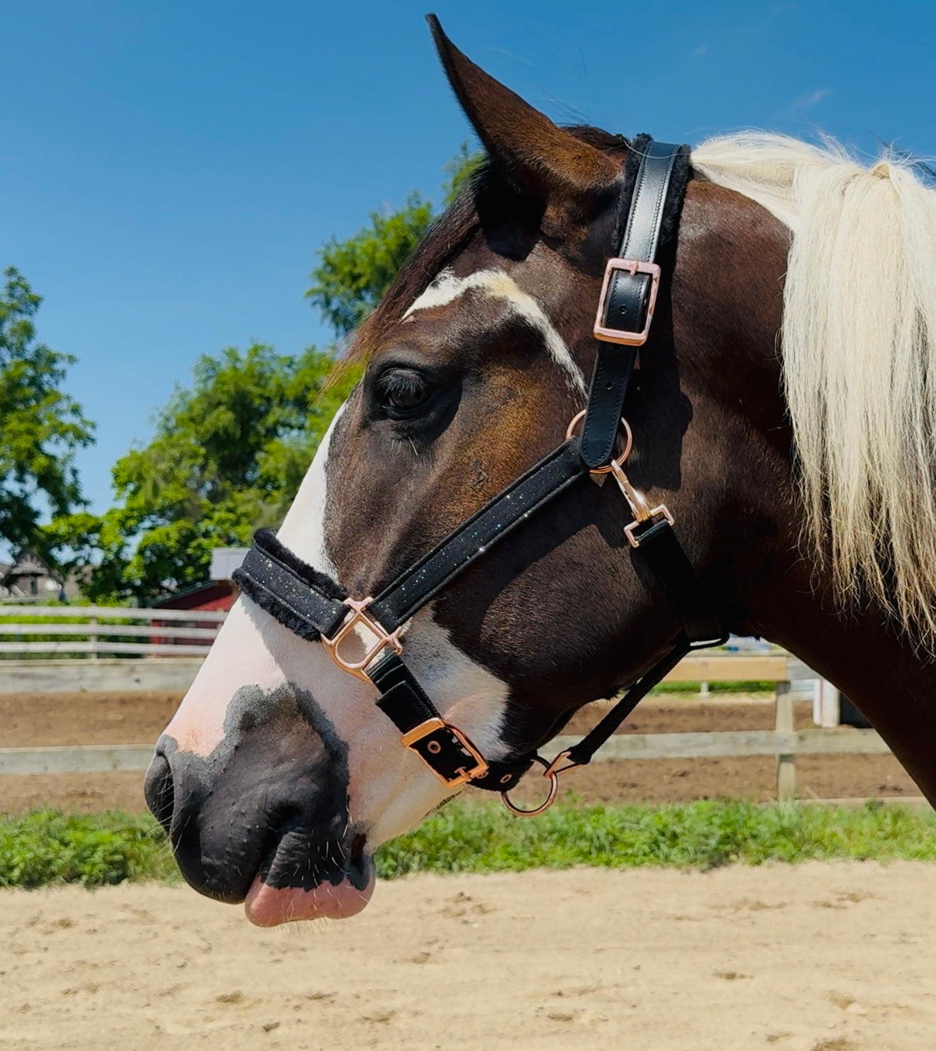 Fantasia's Sparkle-Hybrid Halter