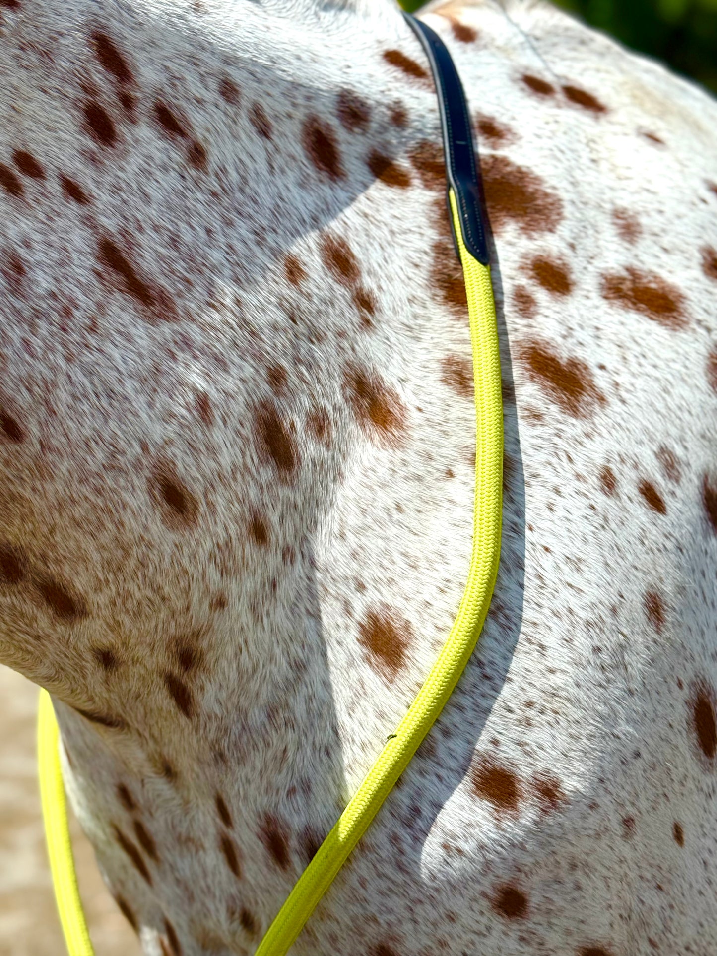 Bridleless Neck Rope