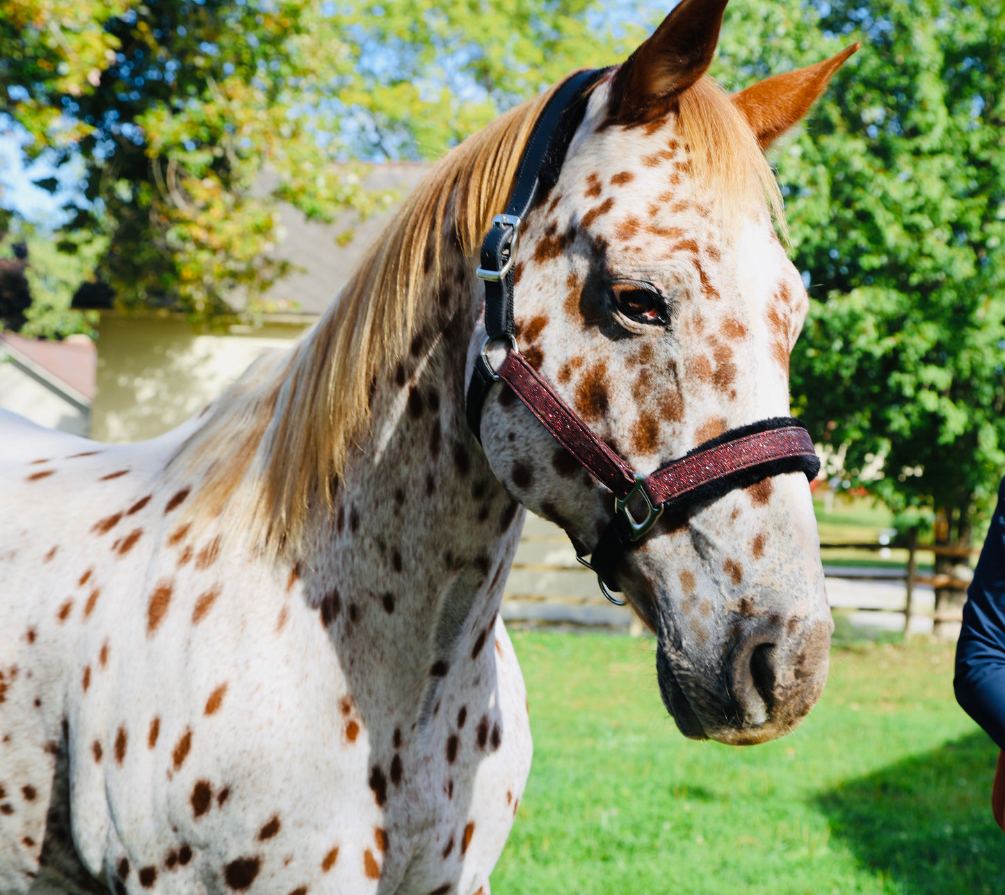 NEW COLORS- Fantasia's Sparkle Halter