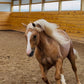 Palomino Pretty-Pre-Order Hoodie