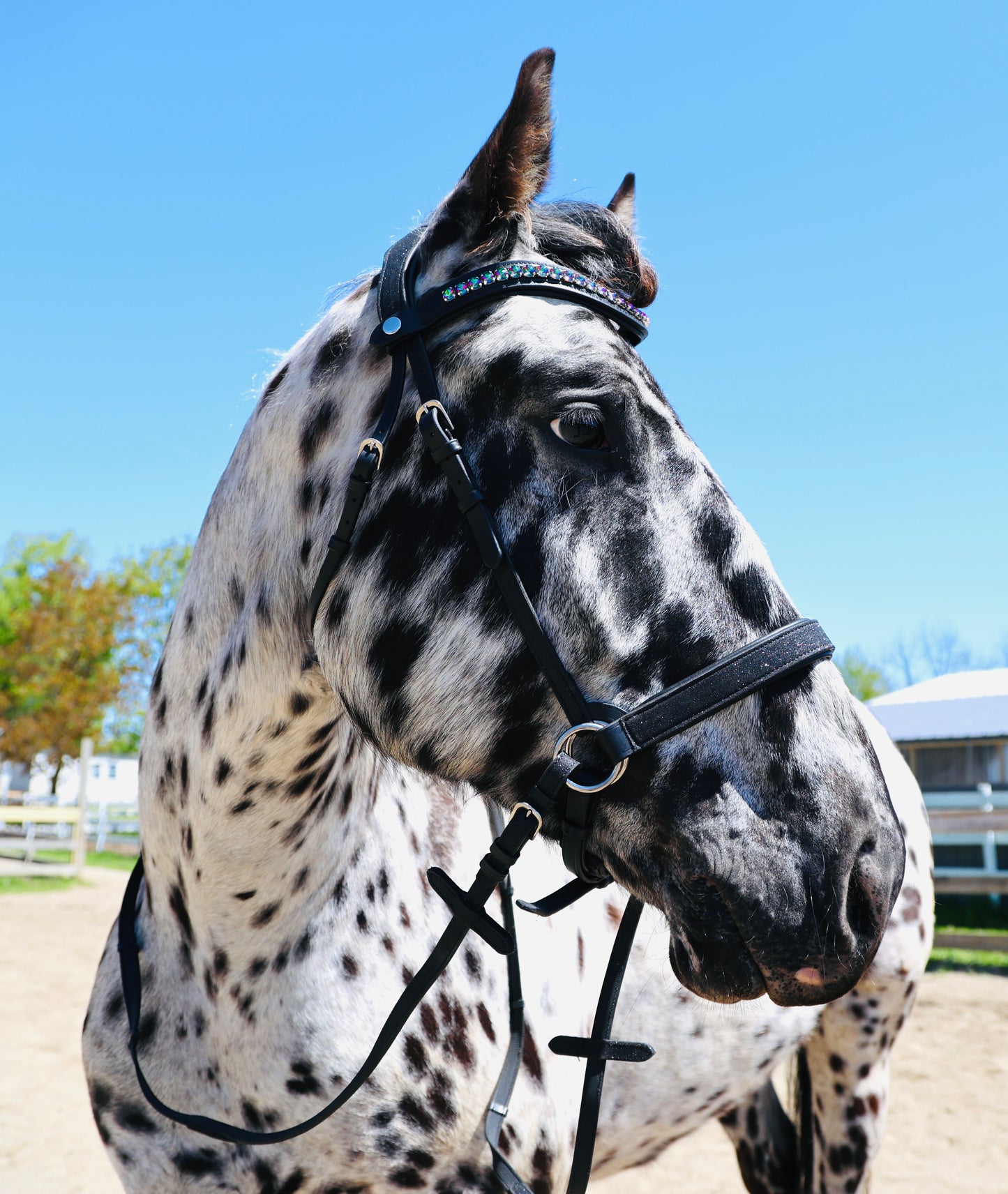 Wanderlust Bitless Bridle