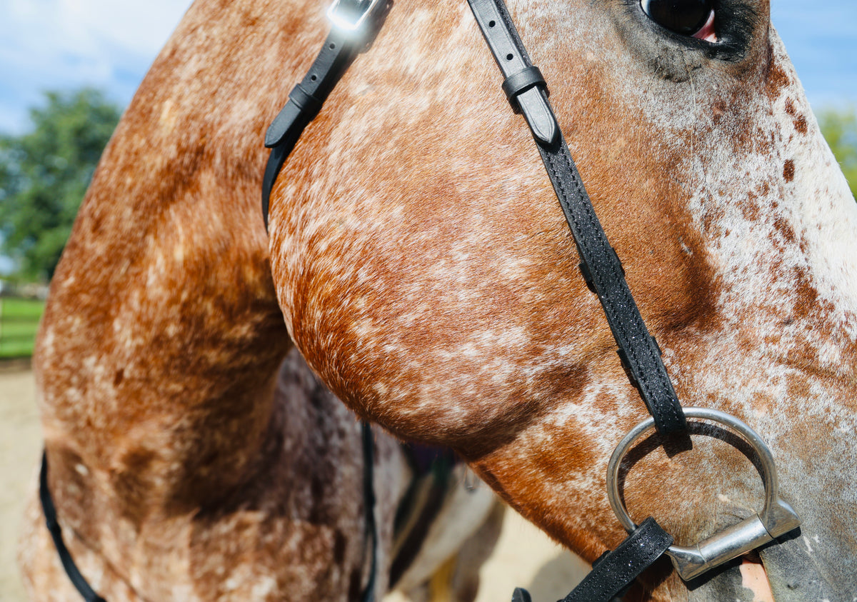 FS Schooler Bridle