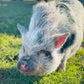 Peachy Piggy-Body Butter