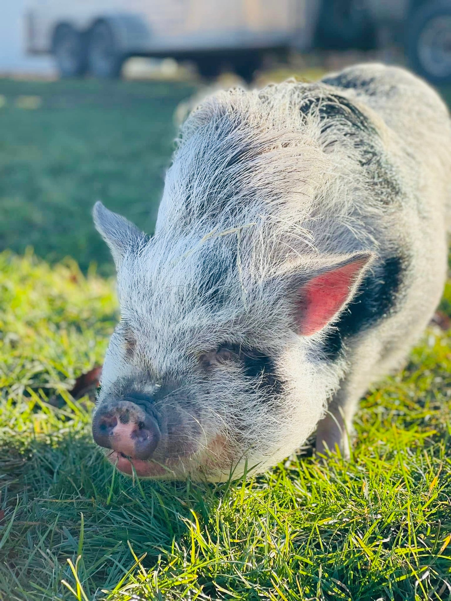 Peachy Piggy-Body Butter