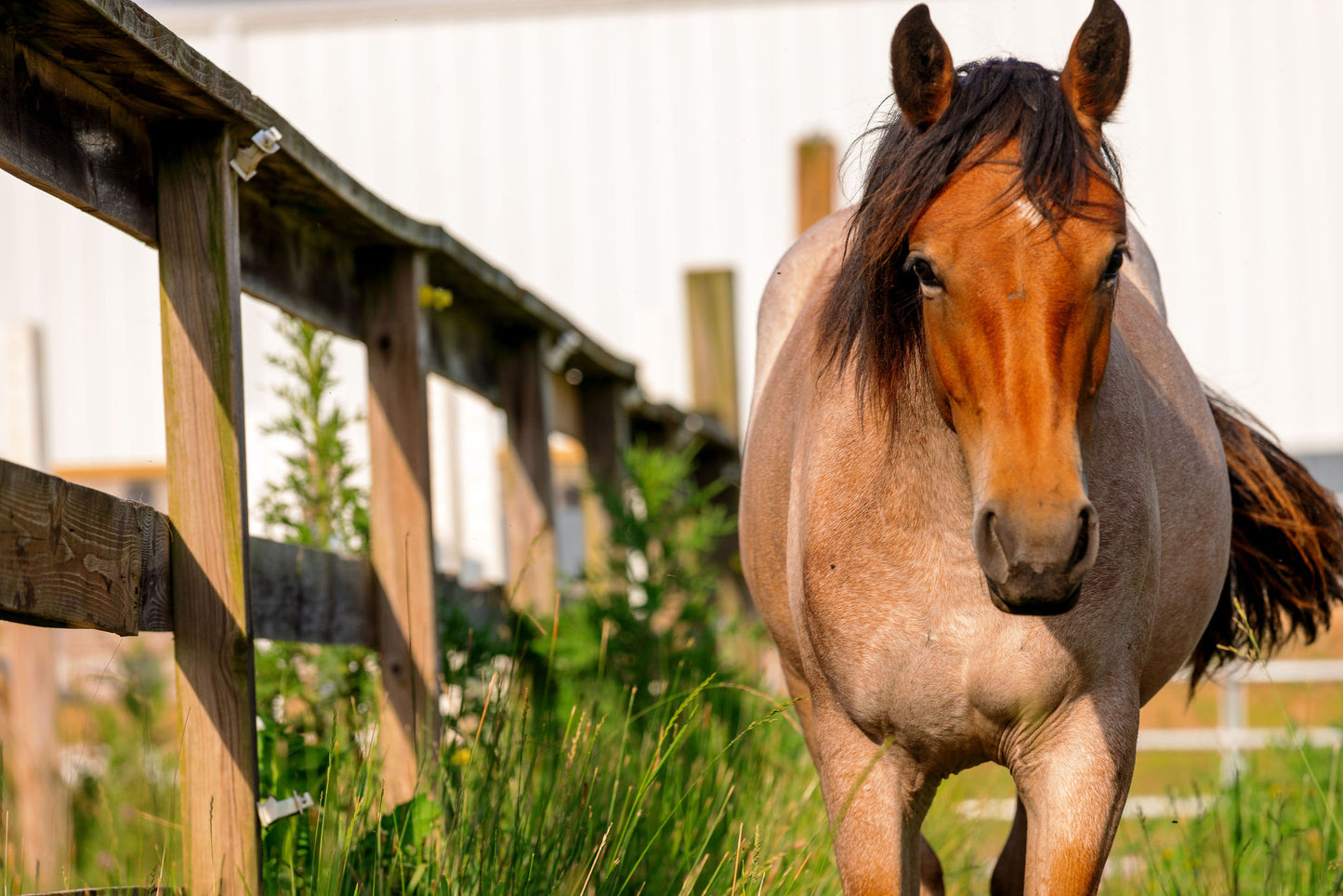 Bay Roan Bundle Kit