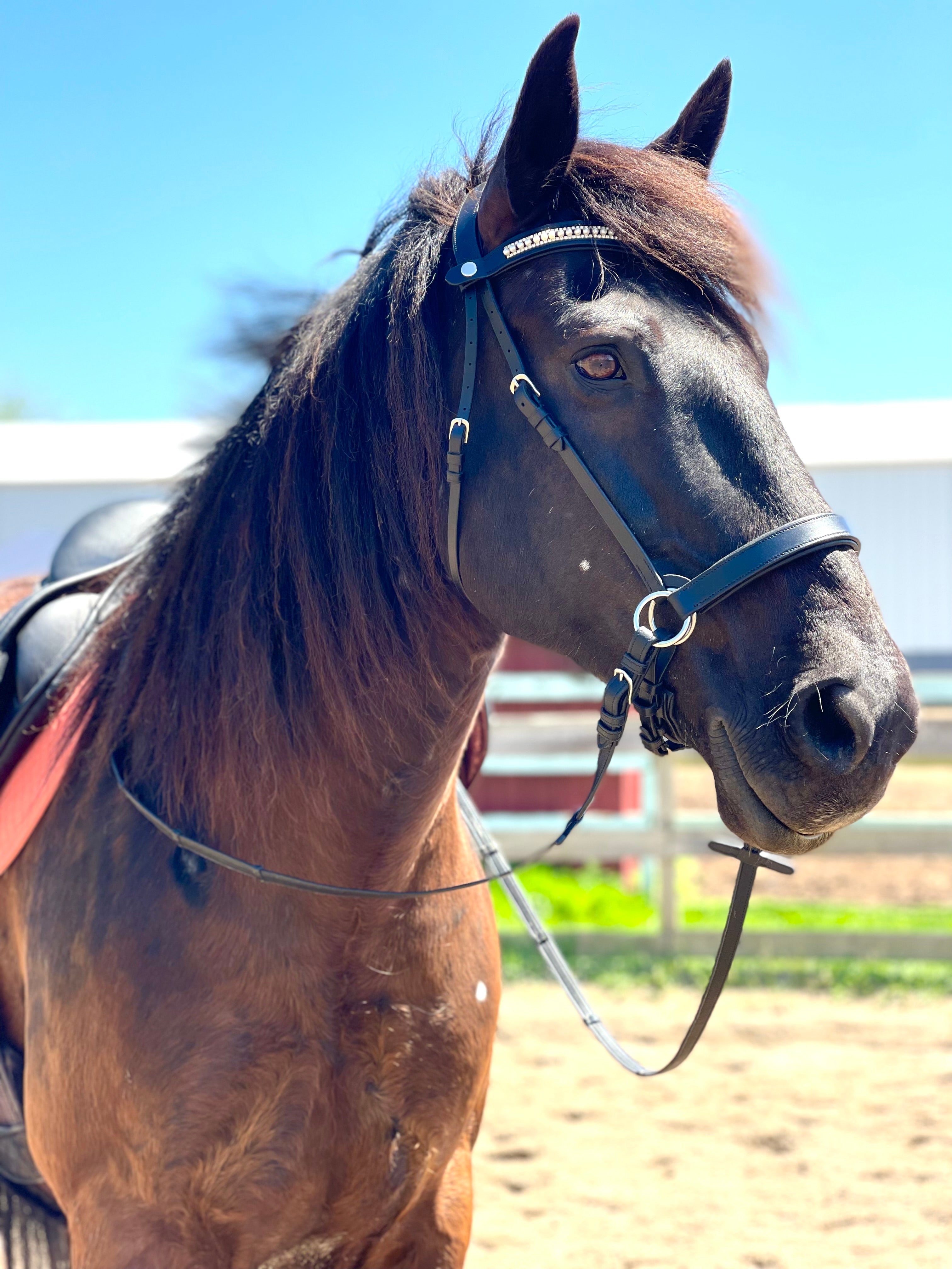 Pony bitless bridle, Carribean blue and black pony bitless bridle, miniature horse, miniature retail horse bridle, pony side pull