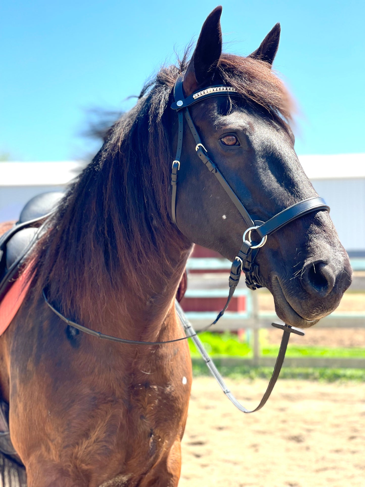 Ebony Classic Bitless Bridle