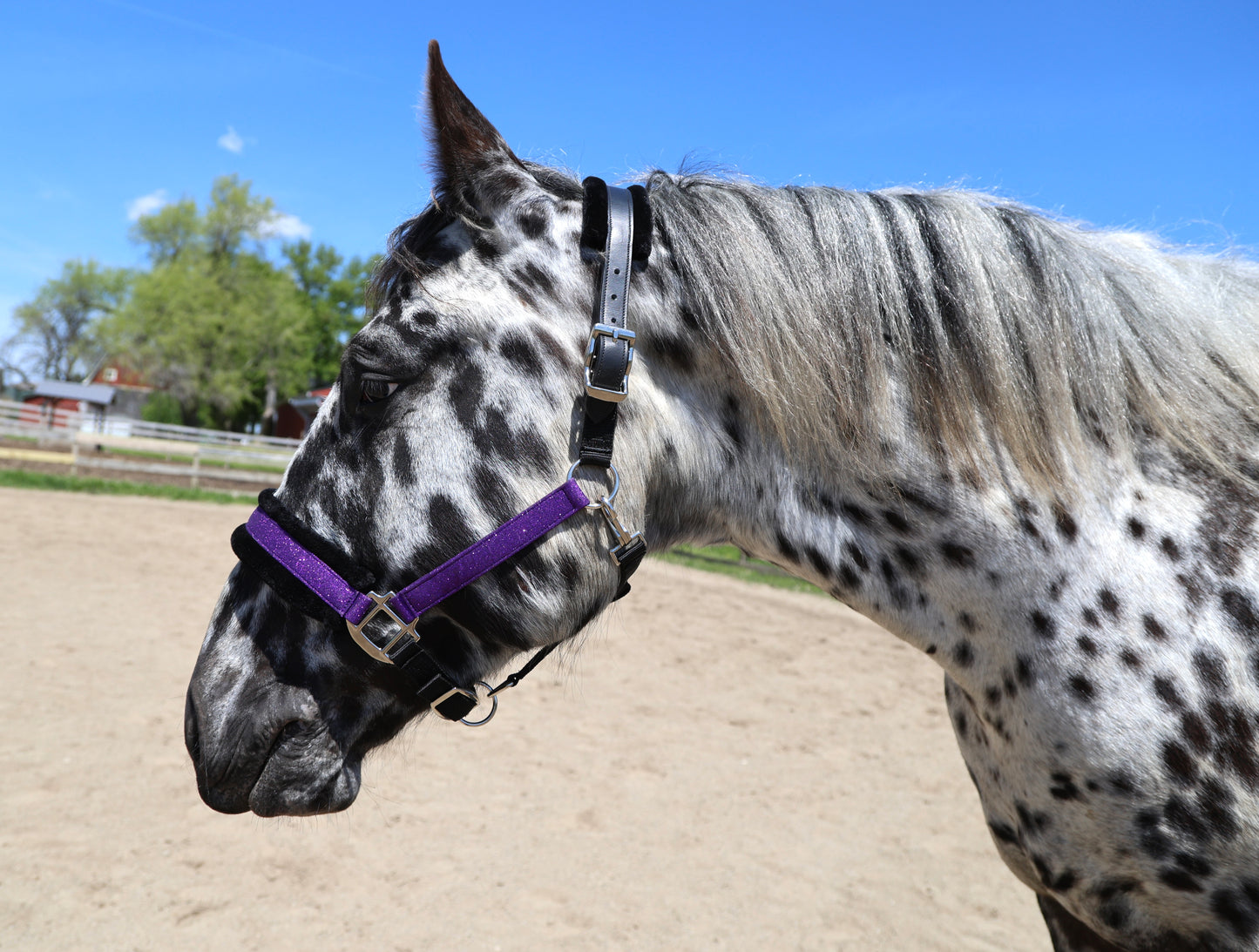 NEW Spring Colors! Fantasia's Sparkle Halter