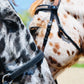 Wanderlust Bitless Bridle