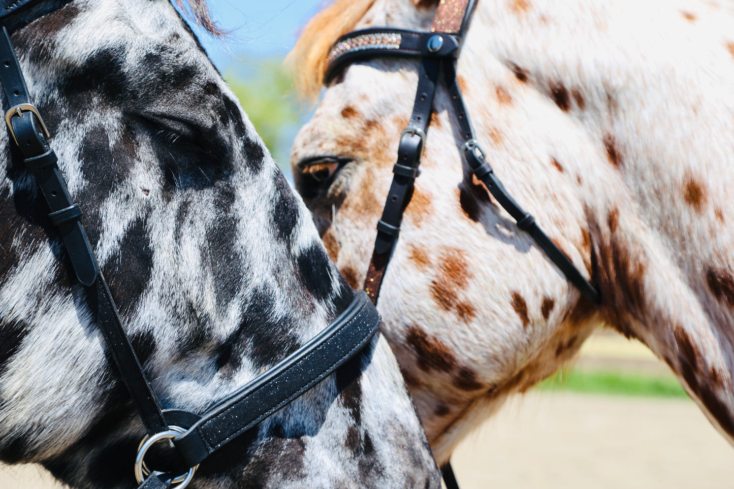Wanderlust Bitless Bridle