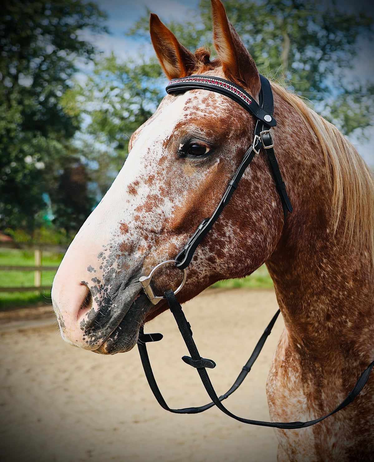 FS Schooler Bridle