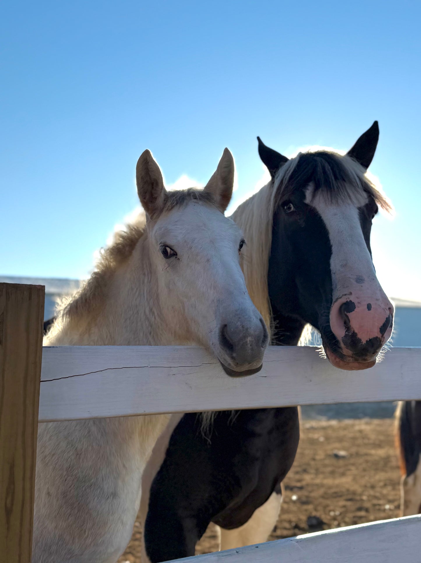 Merry Mares-Sugar Scrub