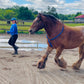 Bridleless Neck Rope