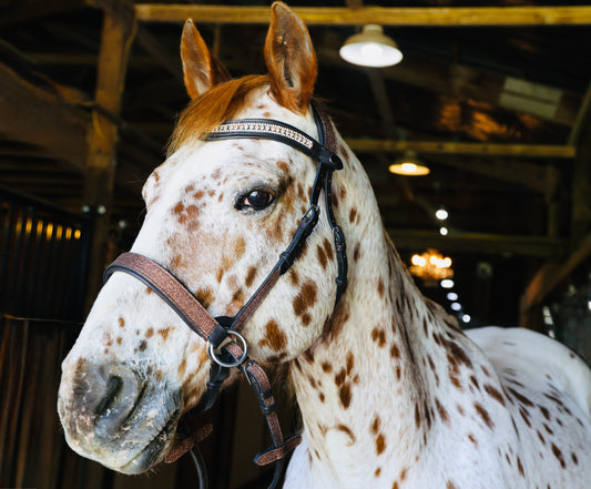 Wanderlust Bitless Bridle
