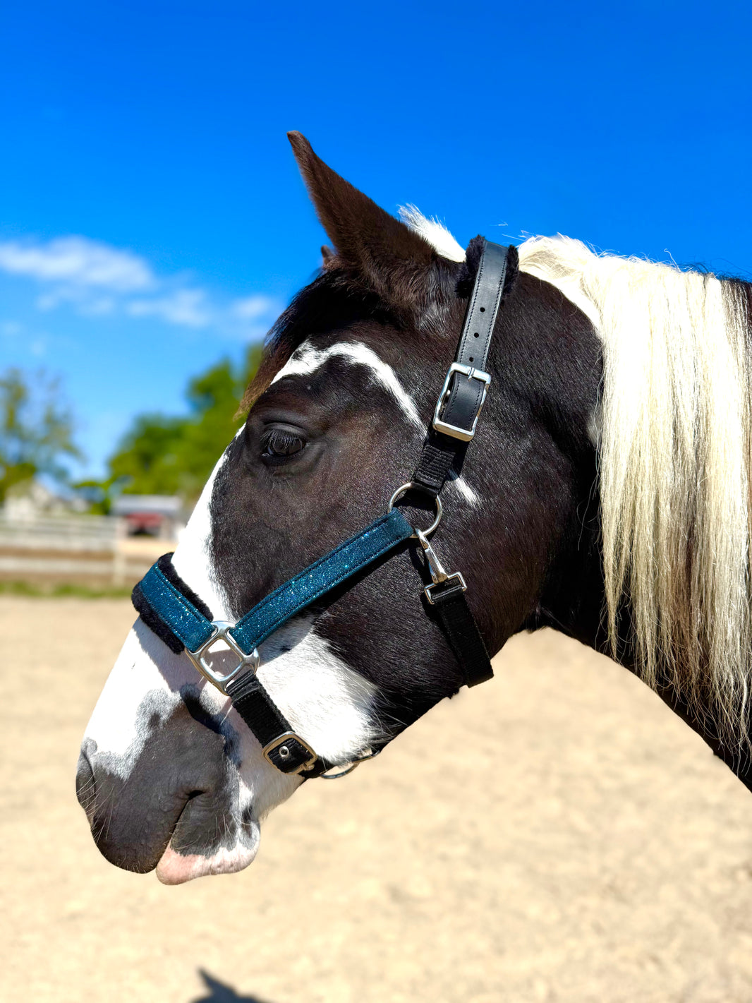 Spirited Horse in Amber & Grey 500 ex