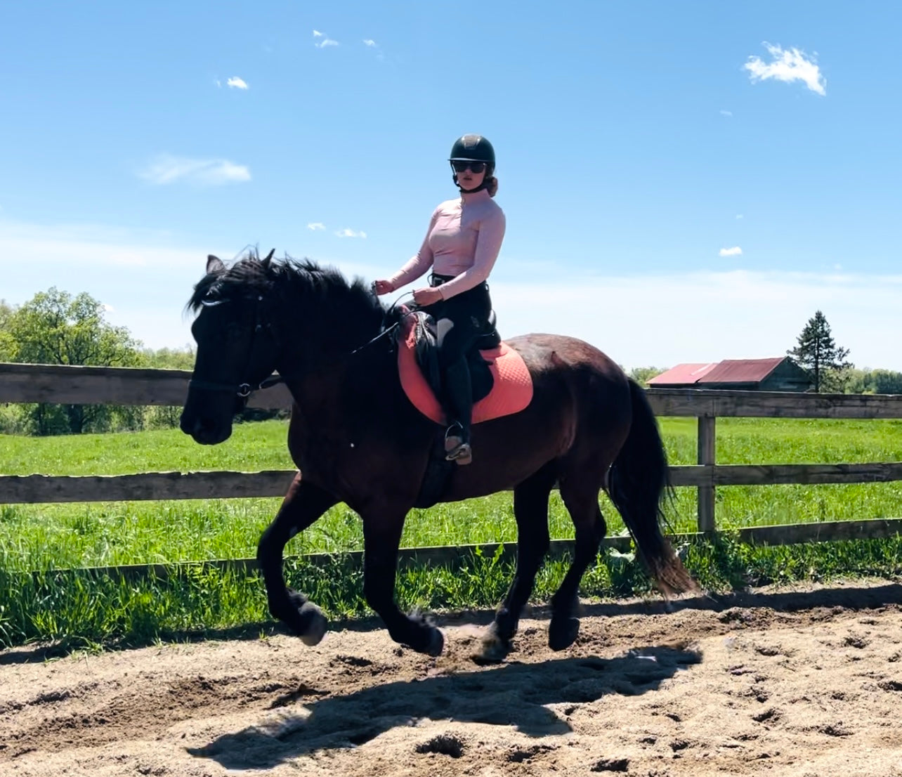 Ebony Classic Bitless Bridle