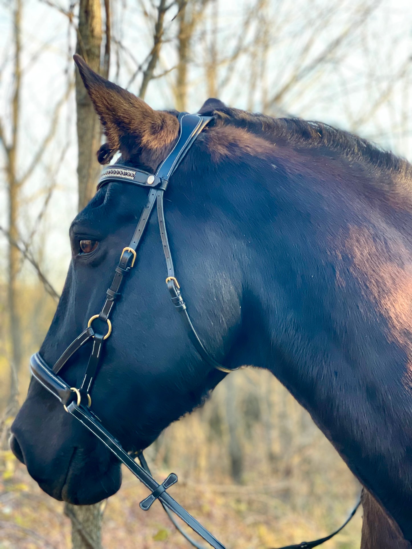 Golden Luxe Bitless Bridle