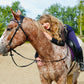 FS Schooler Bridle