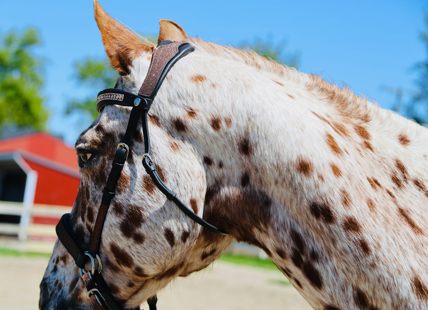 Wanderlust Bitless Bridle