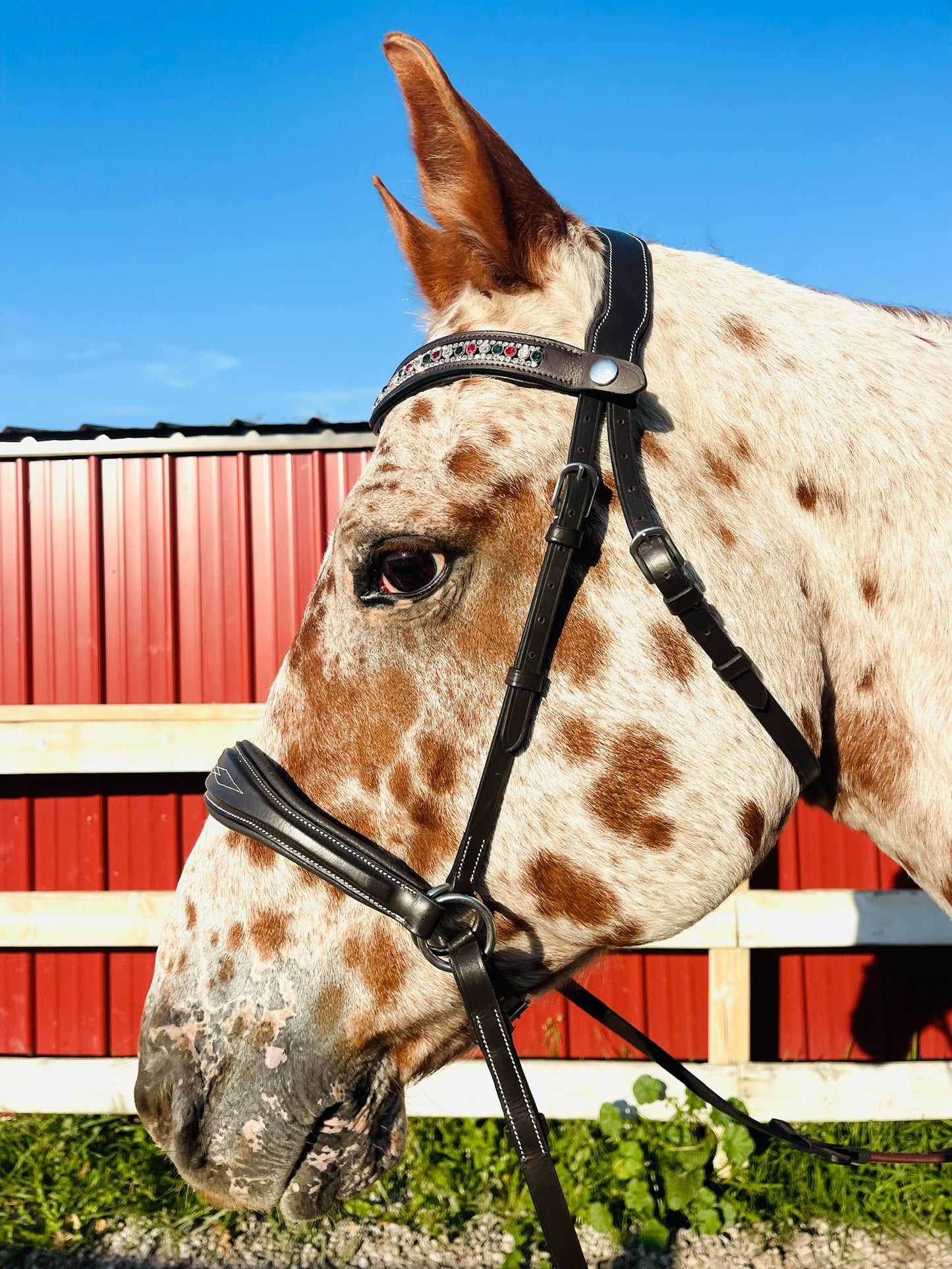 Hunter Classic Bitless Bridle