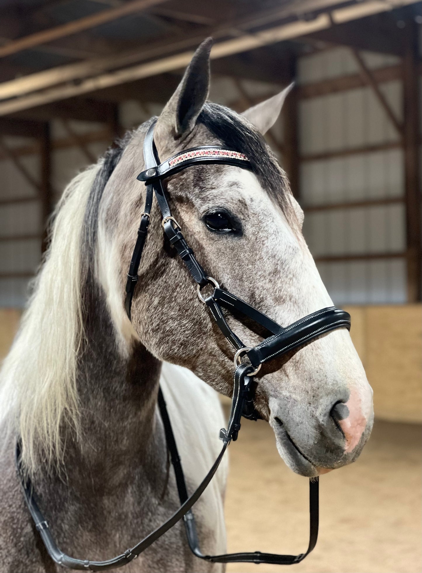 Silver Traditional Bitless Bridle