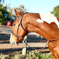 Hunter Classic Bitless Bridle