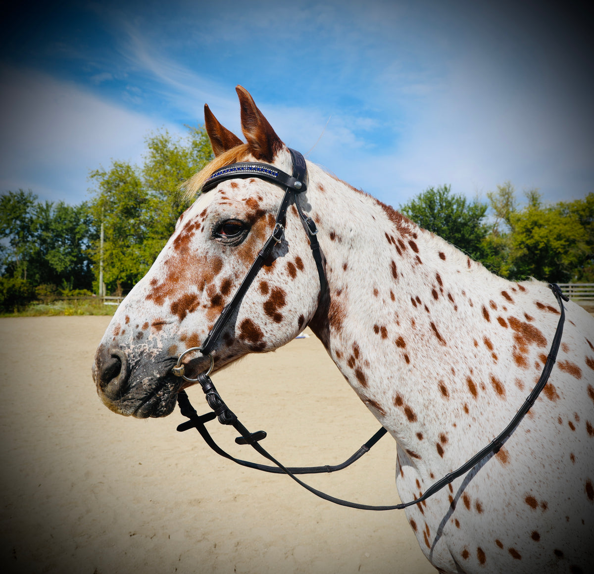 FS Schooler Bridle
