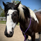 Bridleless Neck Rope