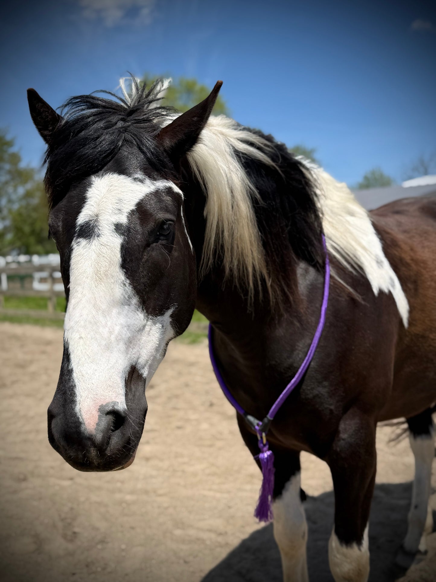 Bridleless Neck Rope