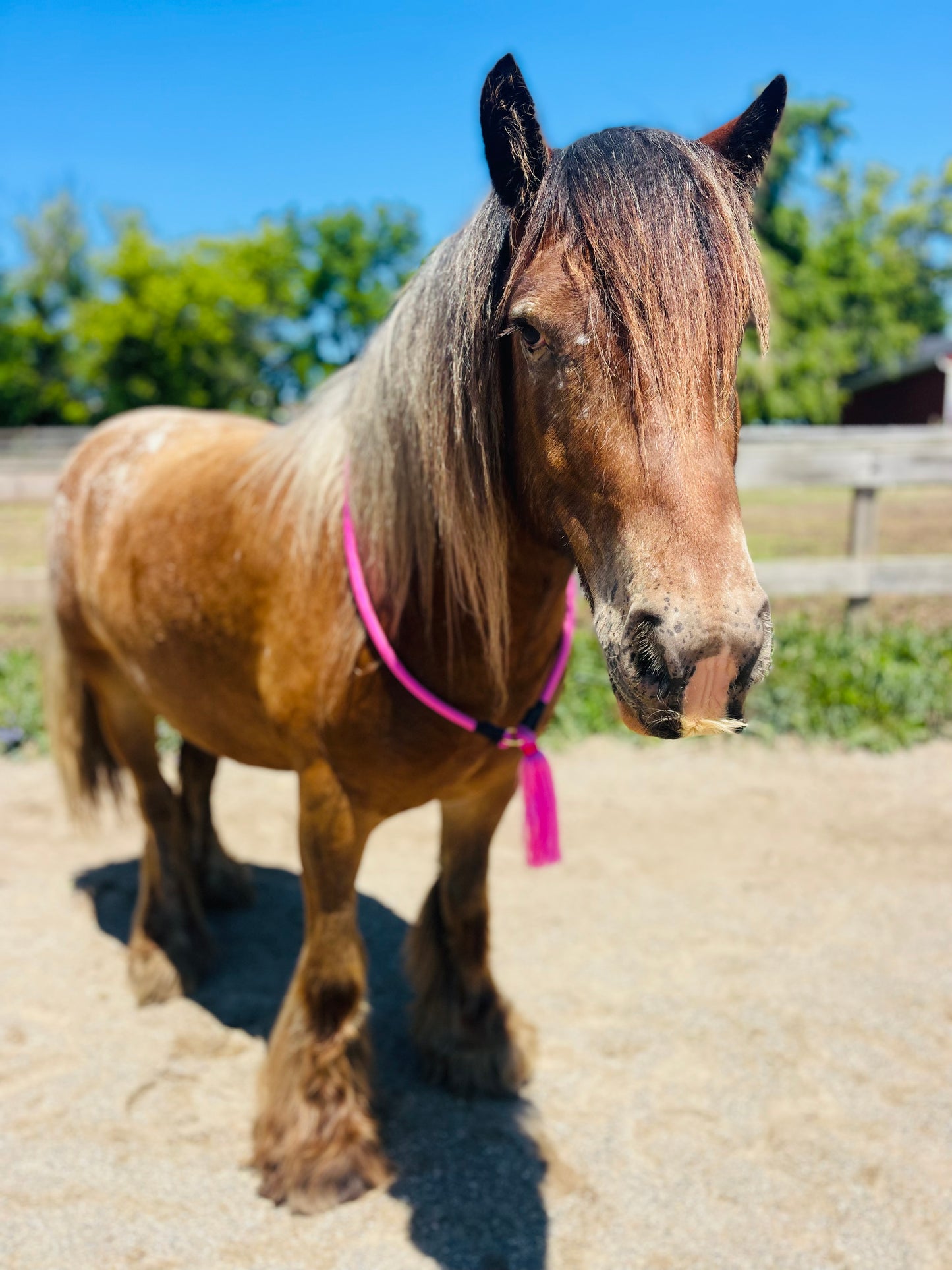 Bridleless Neck Rope