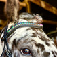 Carnival Snap-Out Browband