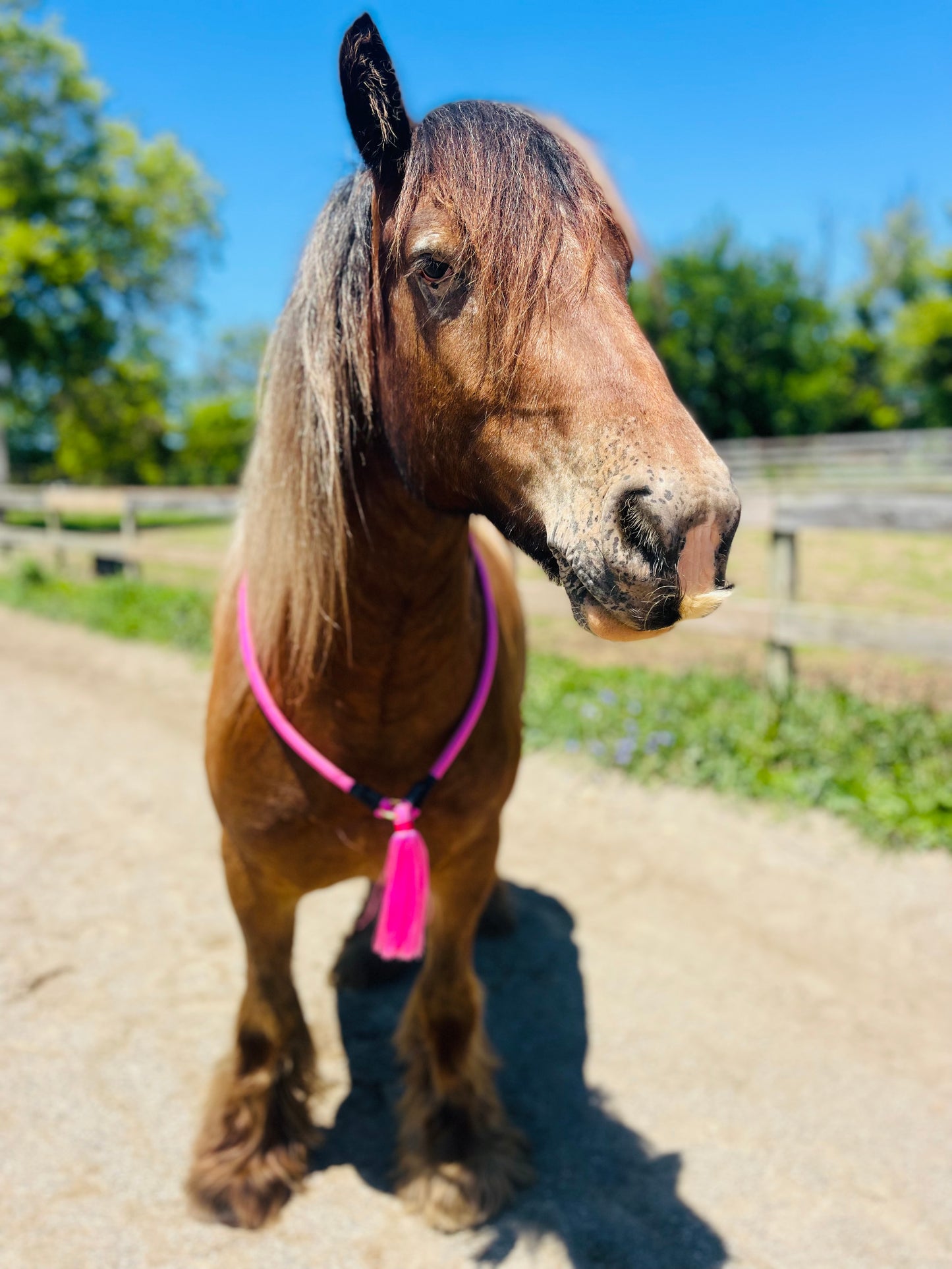 Bridleless Neck Rope