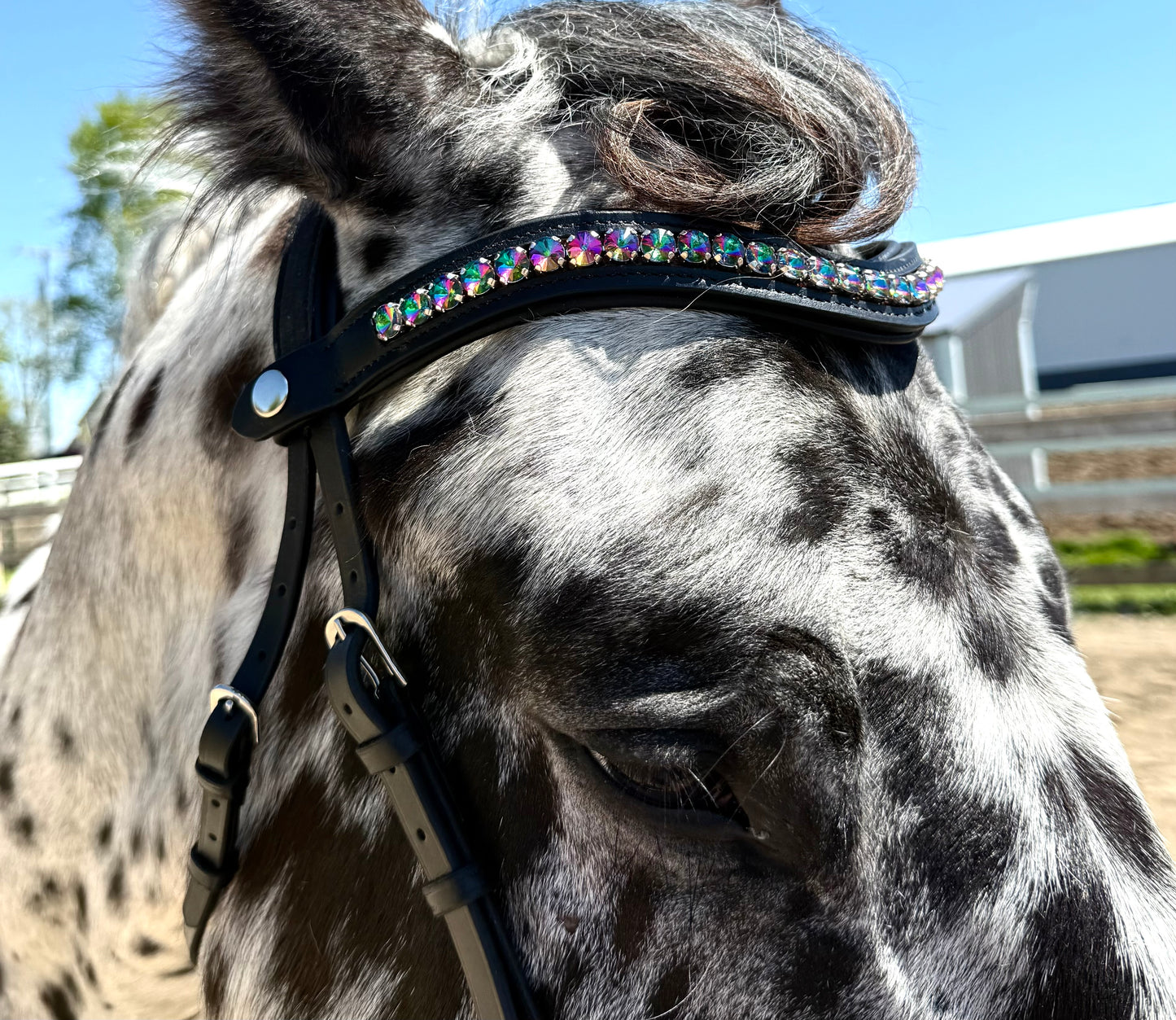 Carnival Snap-Out Browband