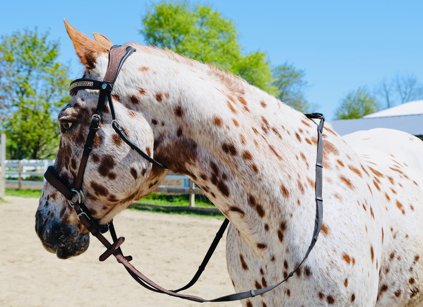 Wanderlust Bitless Bridle