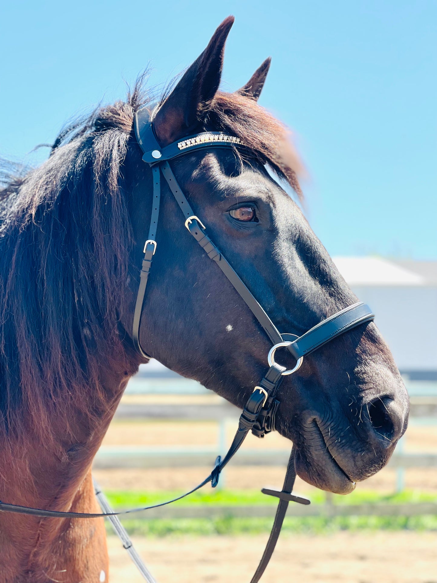 Ebony Classic Bitless Bridle