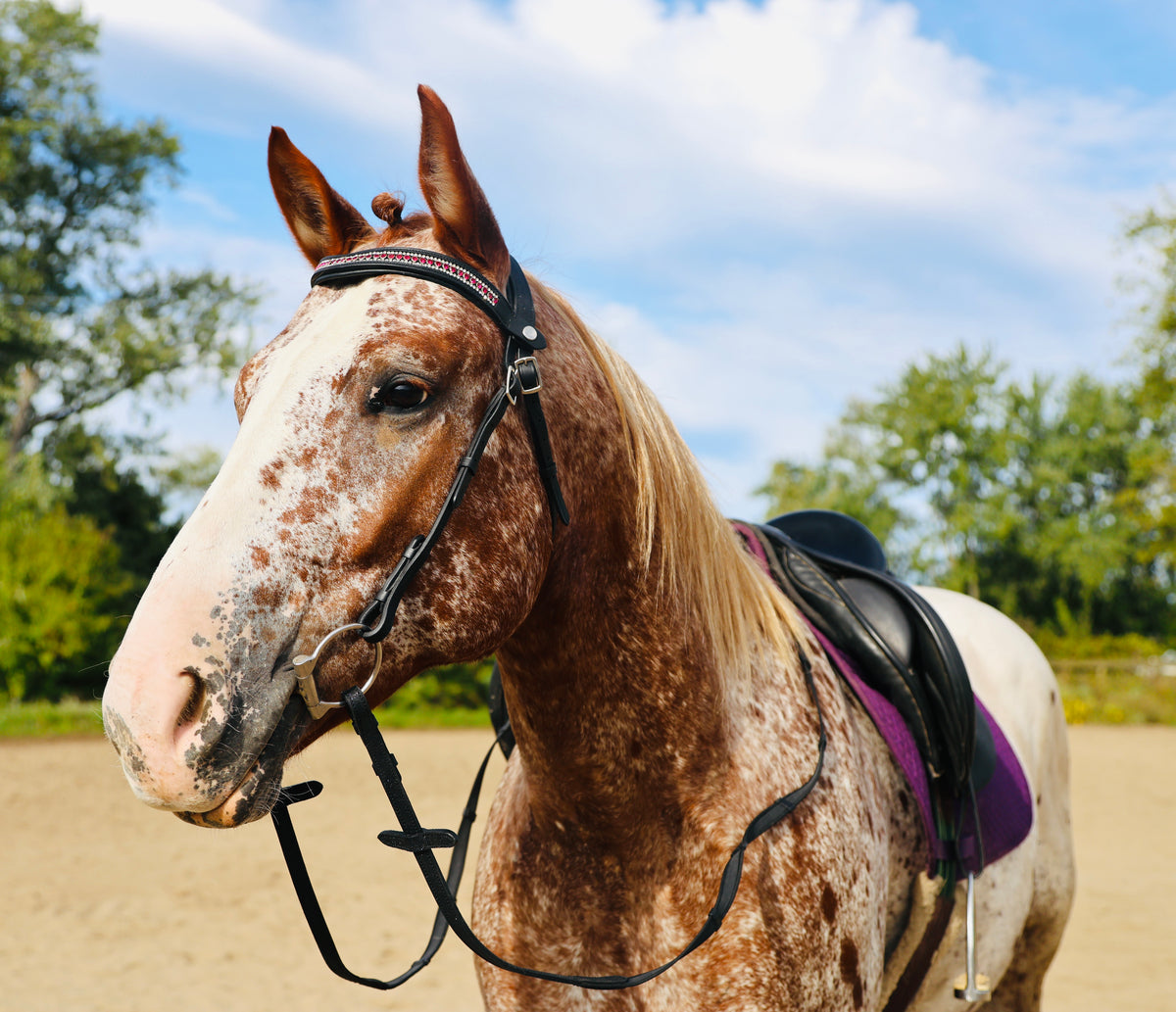 FS Schooler Bridle