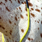 Bridleless Neck Rope