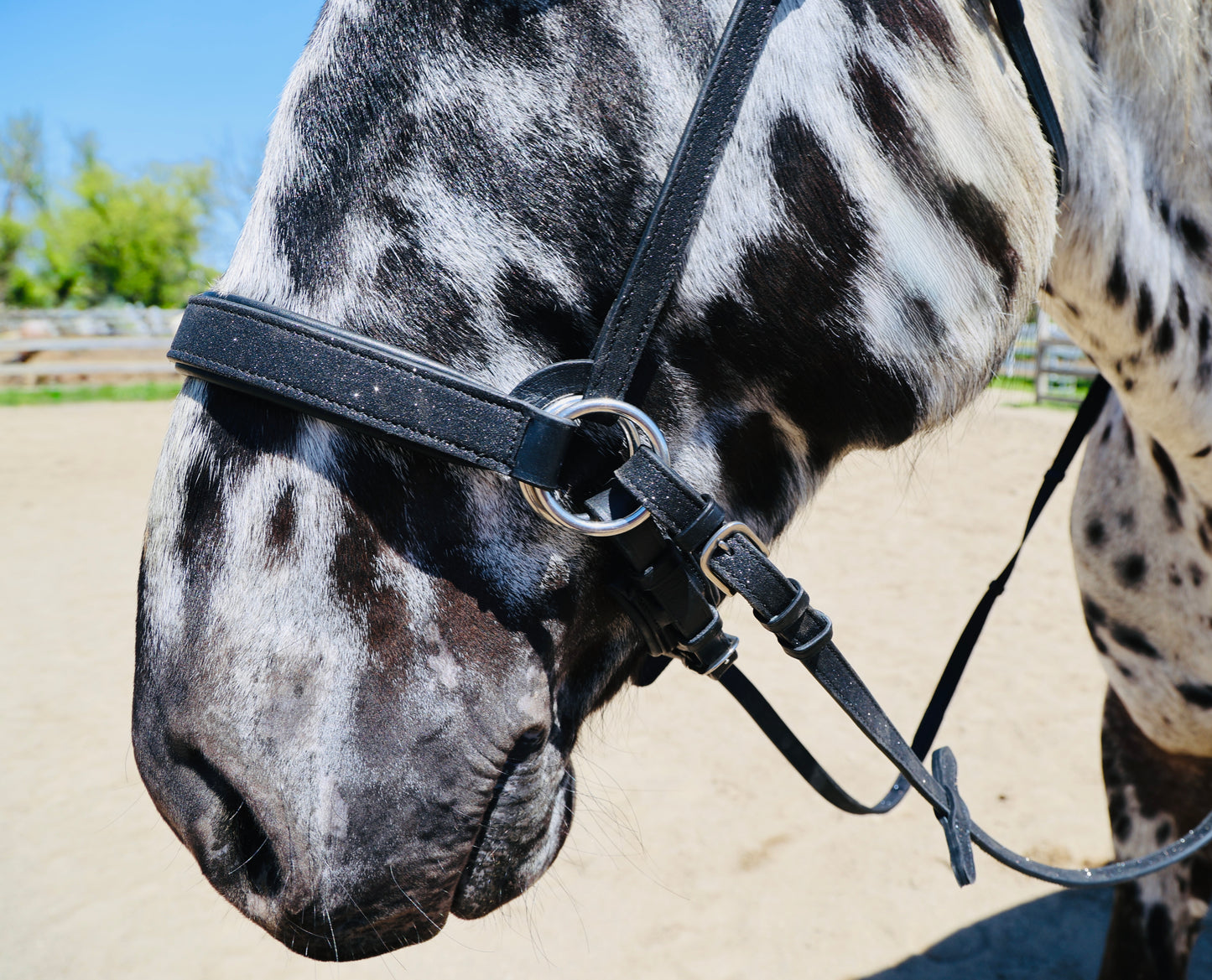 Wanderlust Bitless Bridle