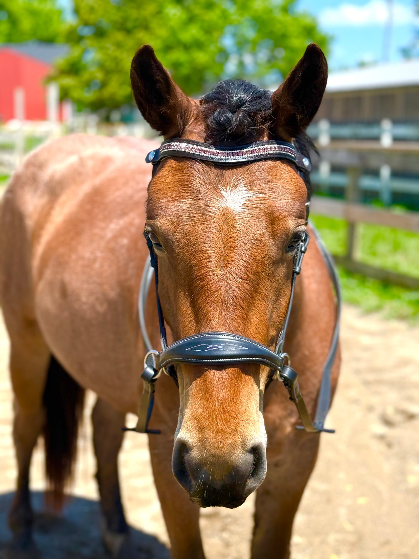 Hunter Classic Bitless Bridle