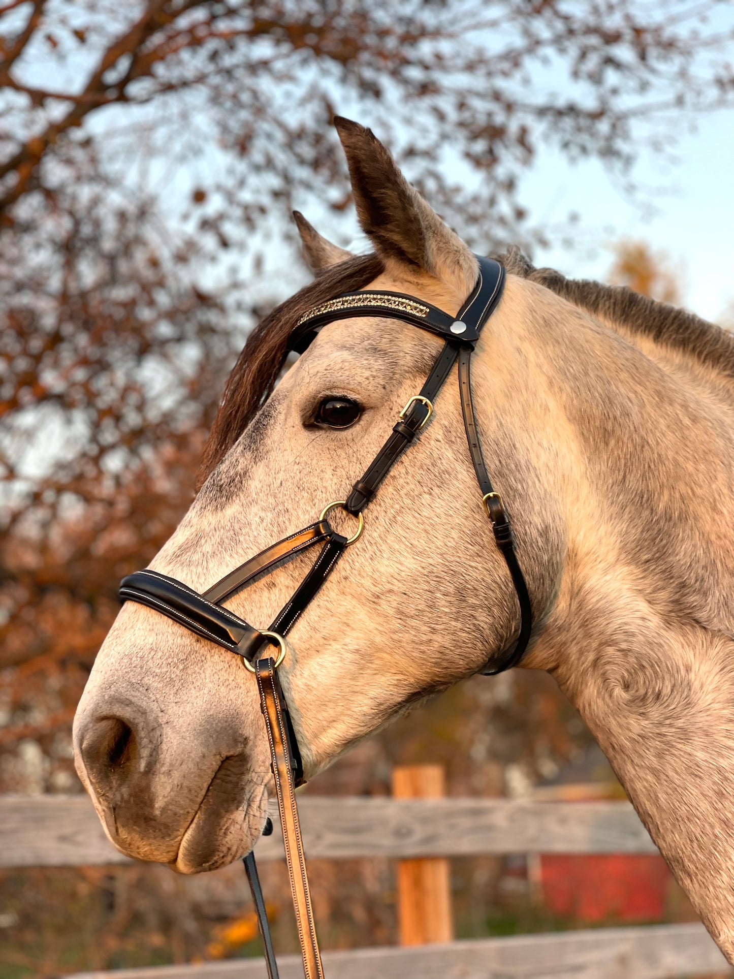 Golden Luxe Bitless Bridle