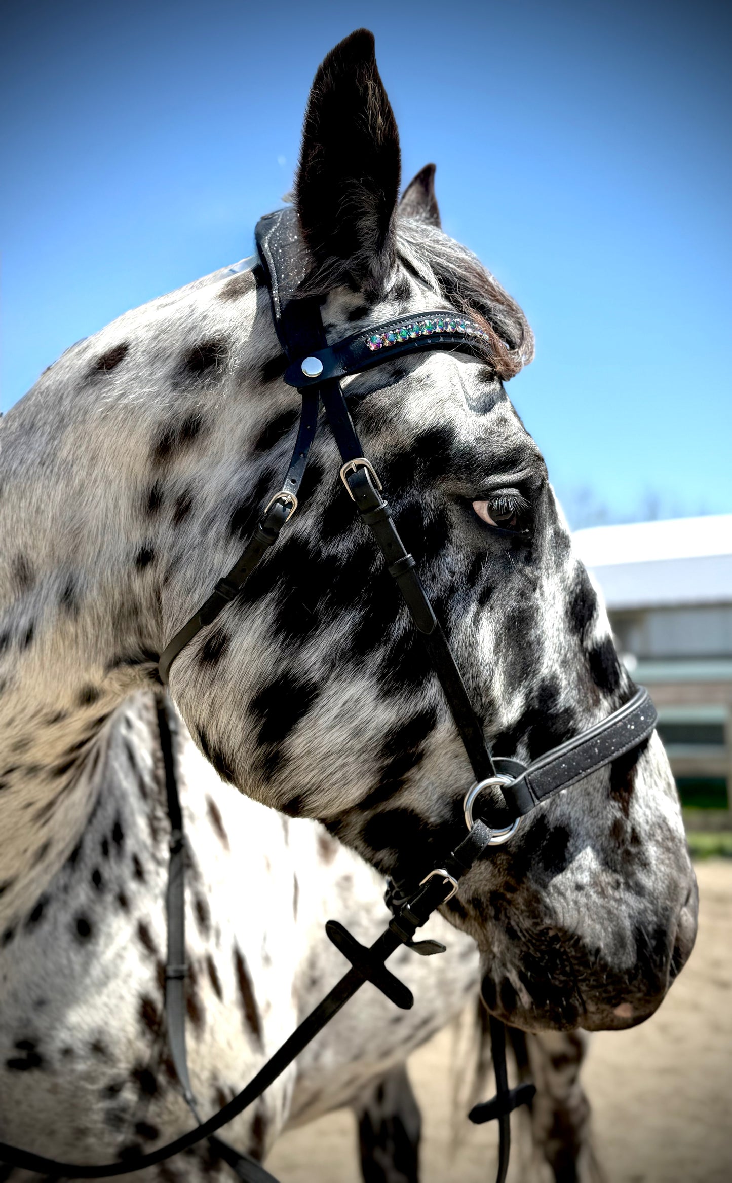 Wanderlust Bitless Bridle