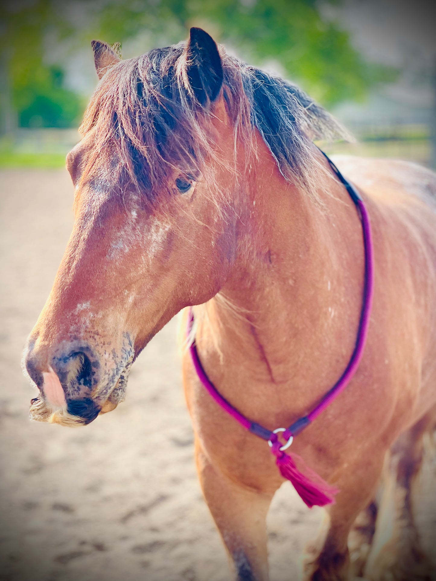 Bridleless Neck Rope