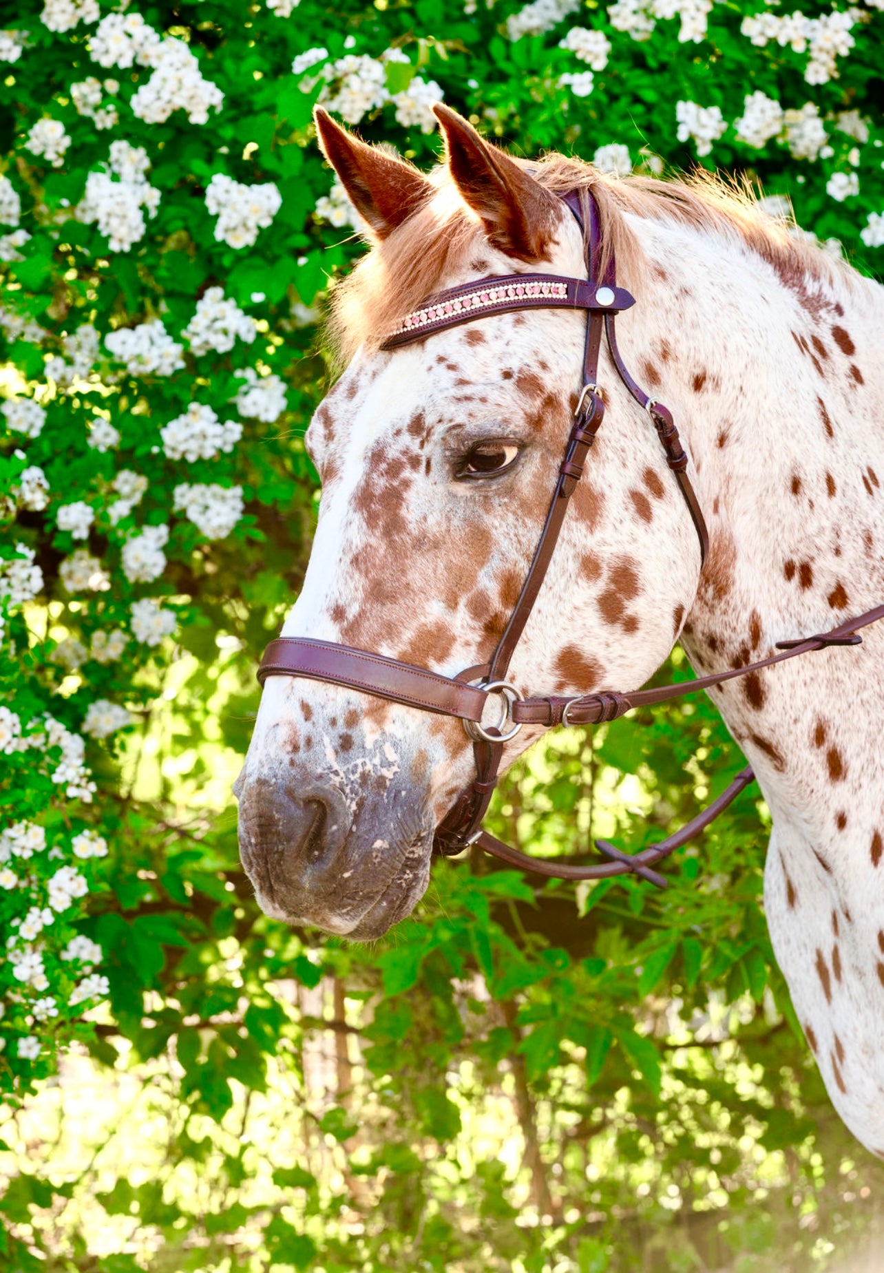 Auburn Classic Bitless Bridle