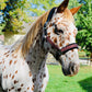 NEW COLORS- Fantasia's Sparkle Halter